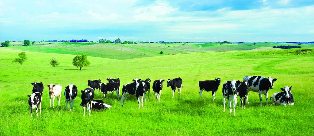 Sữa bò non - hỗ trợ tăng cường hệ miễn dịch của bạn