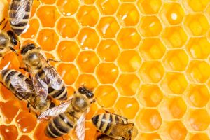 Keo ong - Bài thuốc tăng cường sức đề kháng mùa dịch