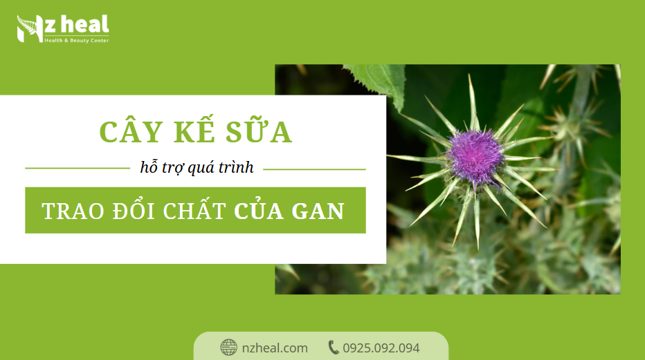 Cây Kế sữa hỗ trợ quá trình trao đổi chất hàng ngày của gan như thế nào? 1