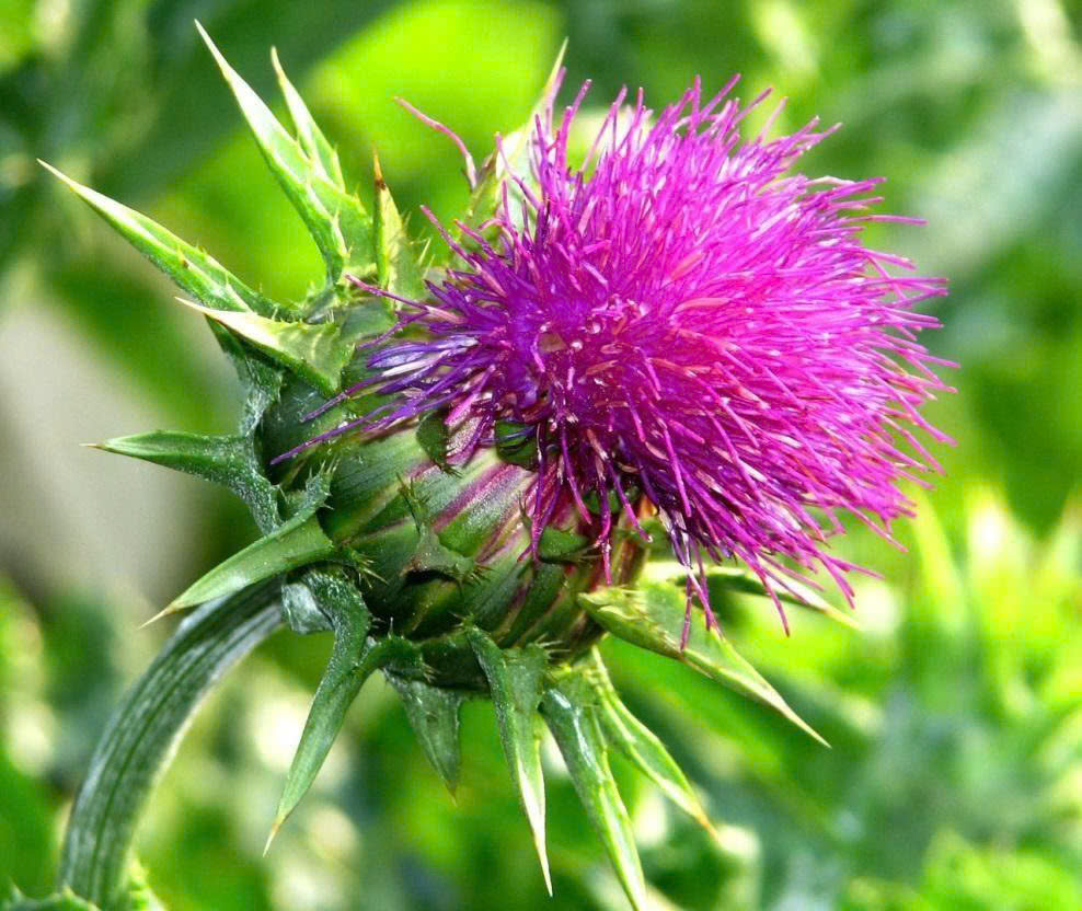 Cây Kế sữa hỗ trợ quá trình trao đổi chất hàng ngày của gan như thế nào? 2