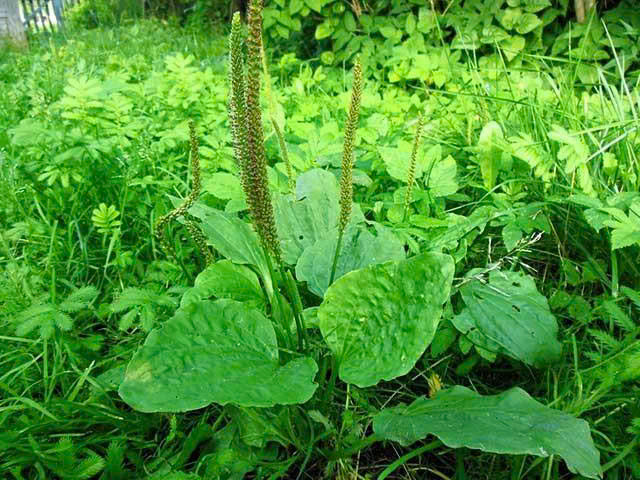 Dịu họng, thông mũi cho bé với bộ tứ thảo dược từ Harker Herbals Ear Nose Throat 2